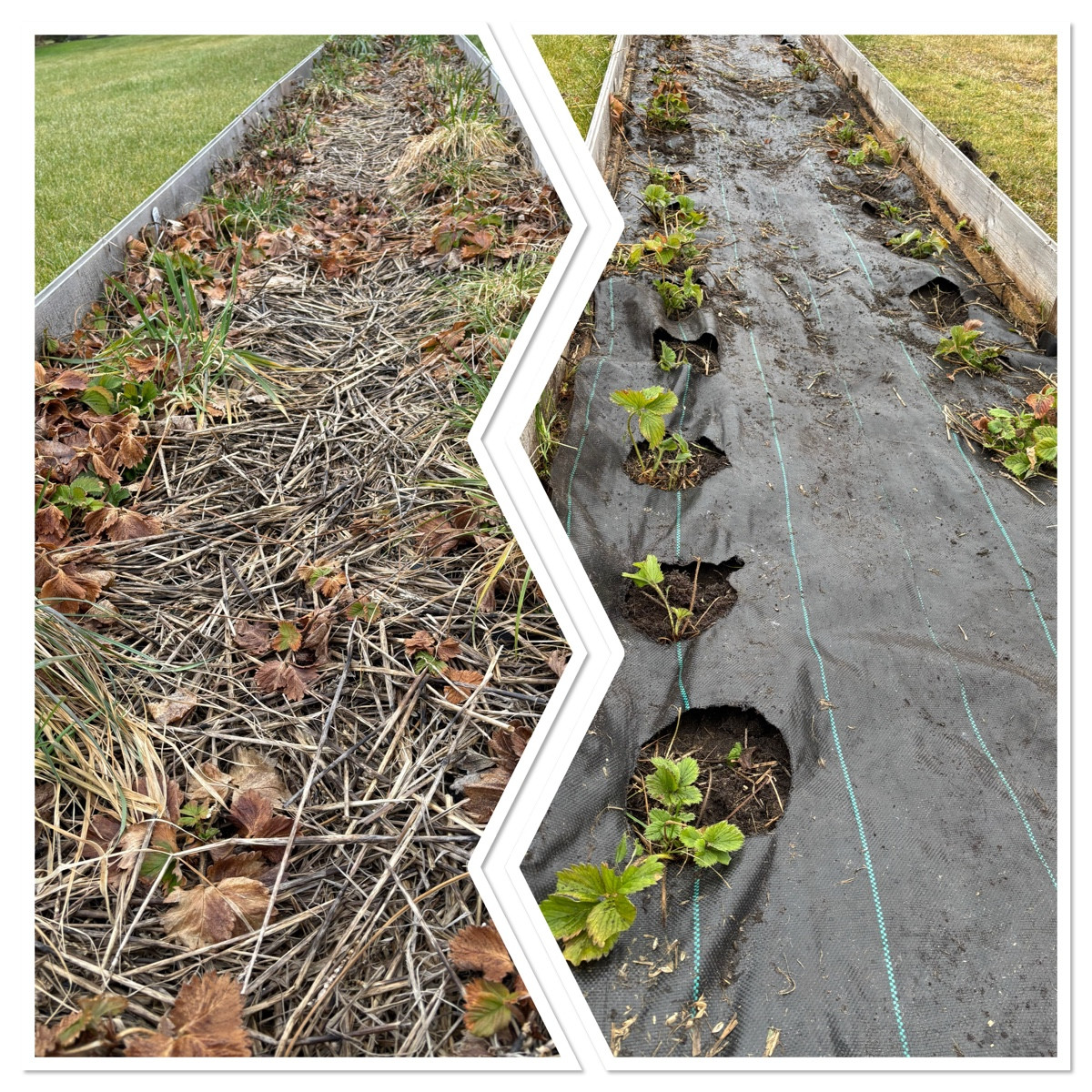 Johannisbeeren pflanzen Standort, Pflege & Nachbarn